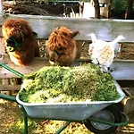 Farmház Bett Im Heu-koje Mit Schlafsack Free Wifi