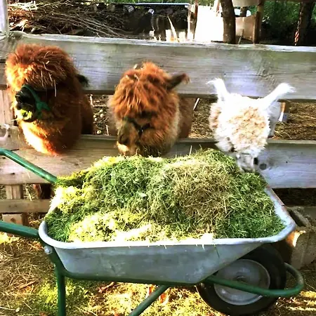 Heu-koje Free Wifi Schlafsack