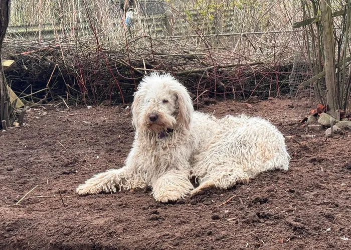 Bett Im Heu-Koje Mit Schlafsack Free Wifi Hausbreitenbach