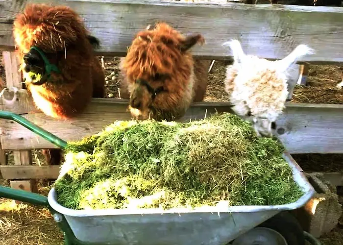 Bett Im Heu-Koje Mit Schlafsack Free Wifi